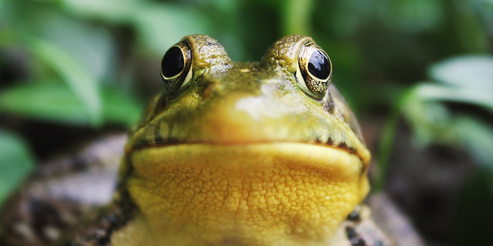 Como identificar a diferença entre uma rã e um sapo?